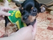 bán 1 bé chihuahua bỏ túi giá đi nhanh