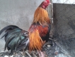 gà tre trống mái giá rẻ  !!!!!