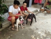 HCM-american bully giá rẻ sinh viên,học sinh