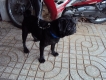 tphcm bán chó pug đen đực 12 tháng giá 4 triệu