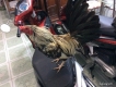 Cần bán GÀ TRE lai 75