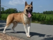 HCM- Bán 2 em chó nhập American Akita