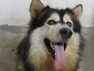 Cần "bán" chó Alaska Nhập khẩu