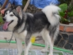 Nhận phối giống chó ALASKA, giá hữu nghị !!!