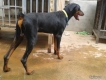 phcm bán chó dobecman 4 tháng giá 5,5 triệu một con