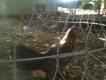 1 gà mái nòi bông vảy rồng và một số gà mái cần thanh lí