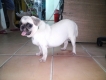 tphcm bán chó pug cái 12 tháng mầu kem giá 3 triệu