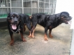 tphcm bán bầy rottweiler 2 tháng giá 4,5 triệu một con