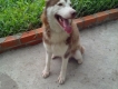 Nhận phối giống chó Husky & Alaska, giá rẻ nhất SG.