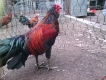 Gà  nòi & gà tre lai đá tiền lớn