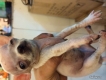 Bán chó chihuahua