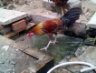 Thanh lý gà peru lai mỹ cho a e chơi