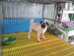 tphcm bán chó pug đực 4 tháng trích ngừa đủ giá 4 triệu
