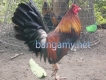 Gà TRÀ VINH --- UPDATA thường xuyên .....