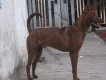 Cần bán vện đực 11 tháng không giấy có nguồn gốc rõ ràng,chó bố mẹ đã CNG