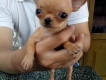 Hcm - hóc môn : Cần bán 1 cặp chihuahua siêu đẹp + mini.....hotttttttttttttttttt