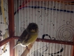 [mua bán] chim yến hót nội - ngoại nhập