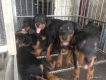 Cửa hàng Mỹ Quốc II bán chó Rottweiler,...