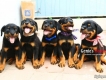 HCM –Bán chó Rottweiler con quận Bình Thạnh