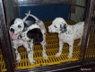 tphcm bán bầy chó đốm 2 tháng trích một mũi giá 2,8 triệu một em