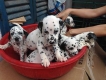 HCM-thú y tân hương cần bán bầy chó đốm ( dalmatian ) 2 tháng giá 2tr5