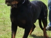 Rottweiler puppy hàng VIP - chó cha nhập Serbia