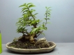 Bonsai mini thật dễ thương