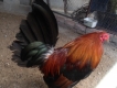bán gà mái tre bổn dữ.mái peru .mỹ. asil .tại đồng nai