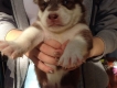 HCM-Nhận đặt gạch bầy Husky thuần chủng 15 ngày tuổi