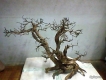 bán bonsai thủy sinh, đá bám rêu