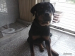 Nhượng lại bé Rottweiler thuần chủng giá đặc biệt cho ACE yêu quý chó Rott.