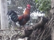 HCM - Hóc Môn : Cần Bán 1 Gà Rừng F1 Cho Ae dợt lên Làm Mồi ..................HOT
