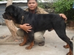 rottweiler puppy dòng siêu đại - chó cha 78kg