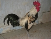 Gà tre chuối đen chân xanh peru lai mỹ(có chút máu asil)
