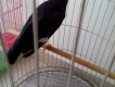Cần bán 1 trong 2 con nhồng tập nói và còn đúc ăn