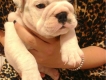 Nhận đặt gạch bầy bulldog Anh sinh ngày 3/6/2014