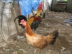 Bán gà Peru dòng Canete và Peru Lai