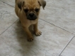Pug con 3 tháng tuổi, cực đẹp, khỏe mạnh