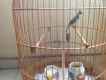 Lồng chào mào 68 đẹp - bán rẻ