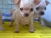 Chihuahua siêu mini - dòng bỏ ly