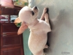 Bán chó chihuahua