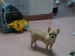 HCM Bán Chihuahua cái 1 năm tuổi, giấy tờ đầy đủ