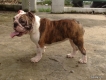 HCM|-Cần bán 1 pé English bulldog cái trưởng thành