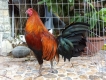 Biên Hòa : gà nòi Peru lai mỹ , tre mỹ chuối chân xanh mắt ếch cựa nhật nguyệ