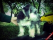Biên Hòa- Bán Cúnxù Miniature Schnauzer cực dễ thương giá rẻ nhất internet !