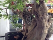 Cần tiền bán gấp mấy chọn bonsai, nuôi gần chục năm hơn.