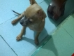[ Biên Hòa]chó con chihuahua,bán chó phốc lớn