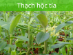 Cty Sơn Thuỷ: Bán giống cây thạch hộc tía và giống cây lan gấm