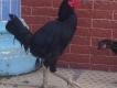 Cần bán gà Jap , Pẻru Q12
