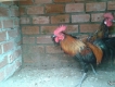 trảng bom - đồng nai :cần bán 1 em gà mỹ và 2 em lai peru